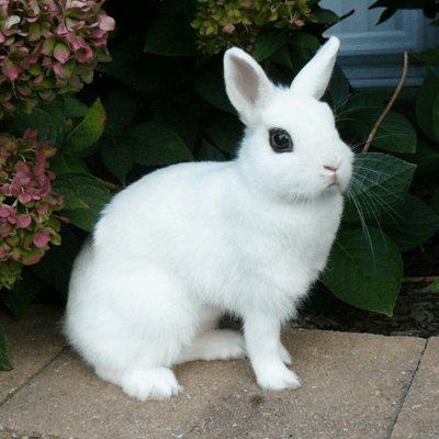 Blanc de Hotot Rabbit