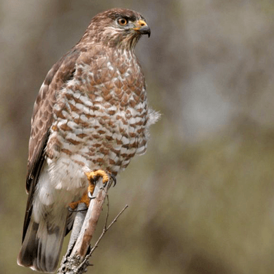 Broad-Winged Hawk 