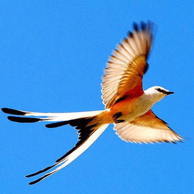 Scissor-Tailed Flycatcher