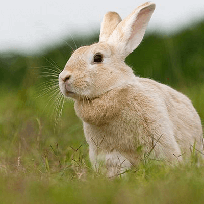 Crème D’Argent Rabbit